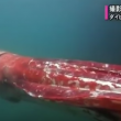 YOUTUBE Giappone, raro calamaro gigante in un porto 2