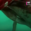 YOUTUBE Giappone, raro calamaro gigante in un porto 4