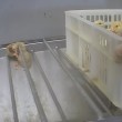 YOUTUBE Foie gras, anattroccoli "inutili" vengono triturati 5