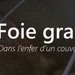 YOUTUBE Foie gras, anattroccoli "inutili" vengono triturati 7