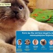 Barsik, il gatto candidato sindaco in Siberia 03
