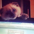 Barsik, il gatto candidato sindaco in Siberia 04
