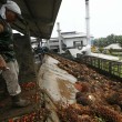 Olio di palma Malesia: nel 2015 Italia ha raddoppiato import