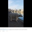 Orso polare "in giro" per Roma: provocazione di Greenpeace7