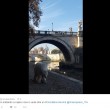 Orso polare "in giro" per Roma: provocazione di Greenpeace6