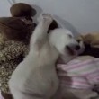 YOUTUBE Cucciolo orso polare dorme abbracciando un peluche5