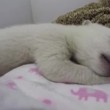 YOUTUBE Cucciolo orso polare dorme abbracciando un peluche4