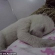 YOUTUBE Cucciolo orso polare dorme abbracciando un peluche3