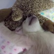 YOUTUBE Cucciolo orso polare dorme abbracciando un peluche2