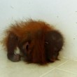 Baby orango separato dalla mamma si dispera5