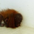 Baby orango separato dalla mamma si dispera3