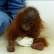 Baby orango separato dalla mamma si dispera2