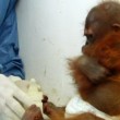 Baby orango separato dalla mamma si dispera
