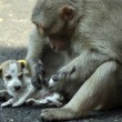Cane adottato dal macaco. In cerca di cibo insieme