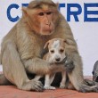 Cane adottato dal macaco. In cerca di cibo insieme8