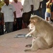 Cane adottato dal macaco. In cerca di cibo insieme3