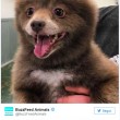 Cane o orso La FOTO misteriosa pubblica sul web