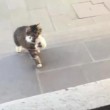 Istanbul, imam apre moschea ai gatti randagi5