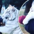 Lewis Hamilton "abbraccia" tigre bianca in Messico