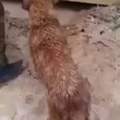 Mamma cane salva cuccioli nel fango e acqua3