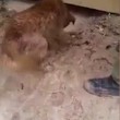 Mamma cane salva cuccioli nel fango e acqua2
