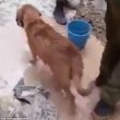 Mamma cane salva cuccioli nel fango e acqua