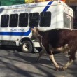 Mucca in strada a New York era scappata da macello FOTO 2