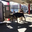 Mucca in strada a New York era scappata da macello FOTO
