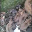 Napoli, cagnolina partorisce 12 cuccioli in strada2