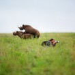 Rinoceronti si accoppiano nel parco in Kenya
