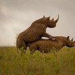 Rinoceronti si accoppiano nel parco in Kenya3