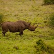Rinoceronti si accoppiano nel parco in Kenya2