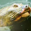 Vietnam, morta la tartaruga sacra Cu Rua FOTO-VIDEO 2