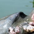 Vietnam, morta la tartaruga sacra Cu Rua FOTO-VIDEO 3