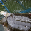Vietnam, morta la tartaruga sacra Cu Rua FOTO-VIDEO 4