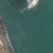 Squalo bianco abocca a canna da pesca in California4