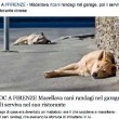 La notizia bufala pubblicata su Facebook: "Macellava cani in garage e li serviva nel suo ristorante cinese"