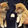 Cuccioli cane e gatti salvati: 2 indagati a Milano 2