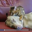Gatto seduce cane: il VIDEO è virale, ecco perché...