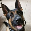 Jethro, cane poliziotto ferito star di Instagram FOTO2