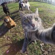 Manny, il gatto capace di farsi i selfie FOTO