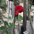 Primavera a Roma: fioriscono gelsomino giallo,rosa, geranio