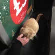 Olly, il gatto che da sei anni vive in un supermercato3
