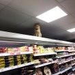 Olly, il gatto che da sei anni vive in un supermercato5