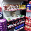 Olly, il gatto che da sei anni vive in un supermercato