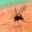 Virus Zika trasmesso col sangue: come riconoscere sintomi