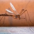 Virus Zika, i rimedi: da zanzare OGM al vecchio DDT