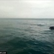Centinaia di delfini nella Manica saltano insieme 4