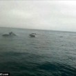 Centinaia di delfini nella Manica saltano insieme