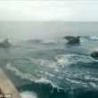 Centinaia di delfini nella Manica saltano insieme 2